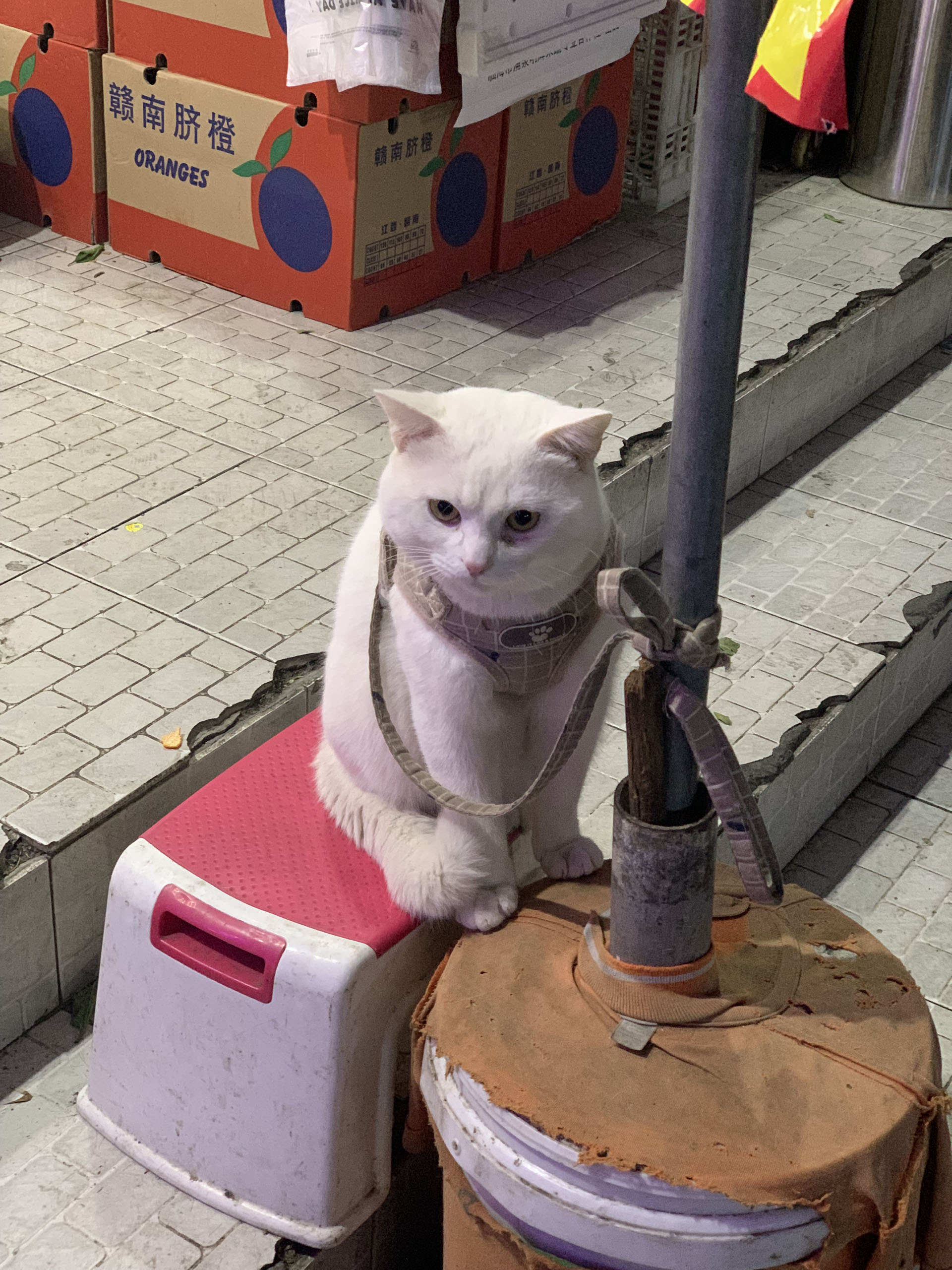 https://img.yuanze.wang/essays/cats-in-seu-campus/cat2-3.jpg